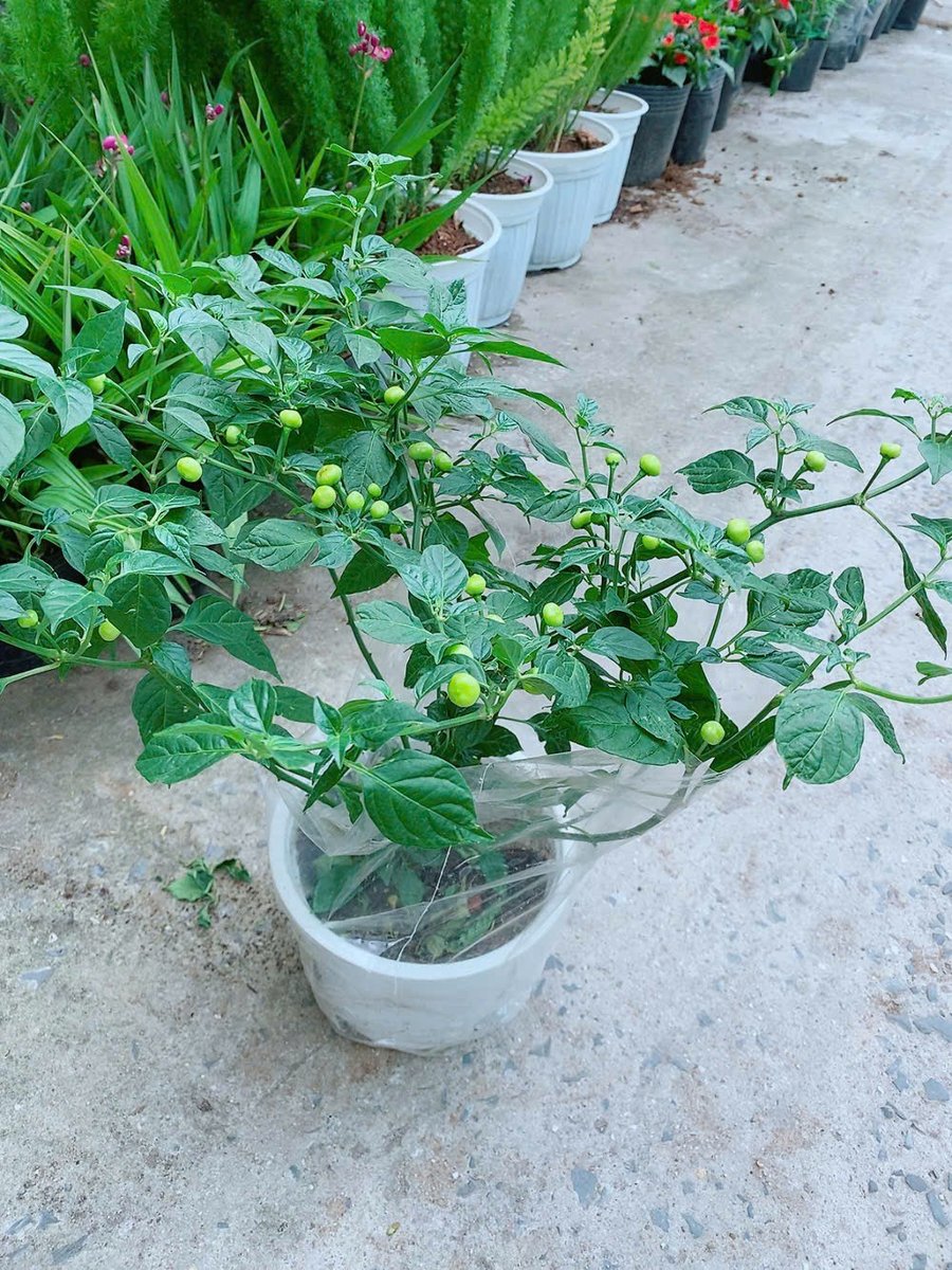Cây Ớt Peru Cao 40-60cm