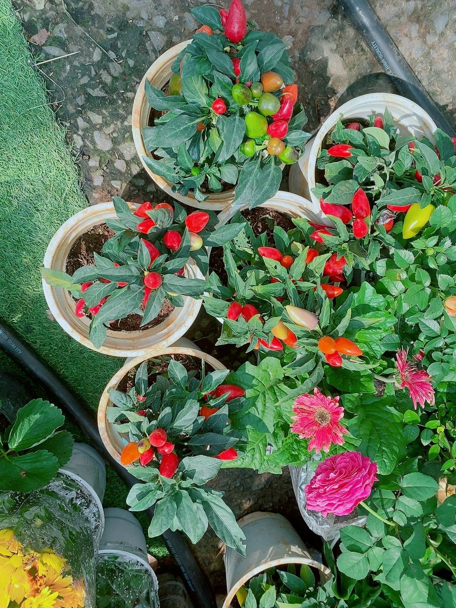 Cây Ớt Ngũ Sắc 30-40cm
