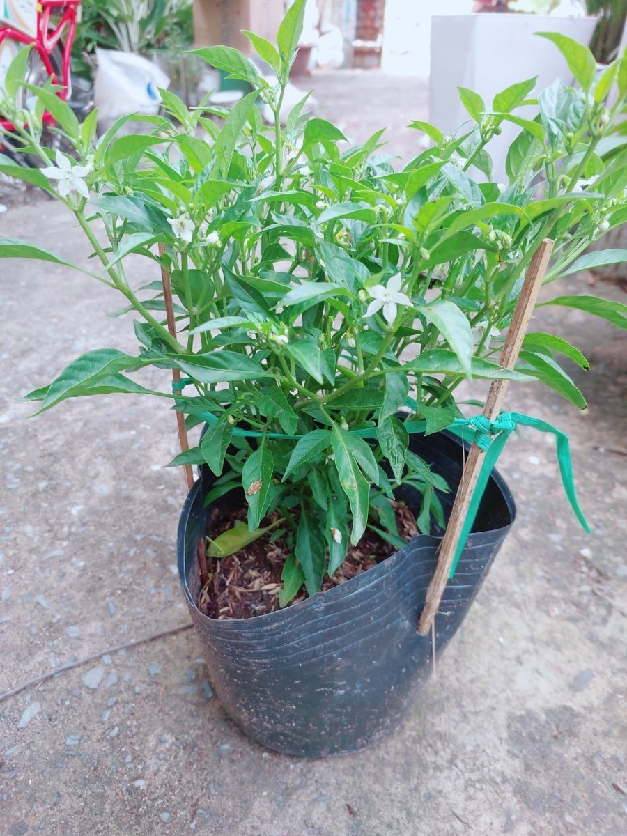 Cây Ớt Hiểm 30-40cm