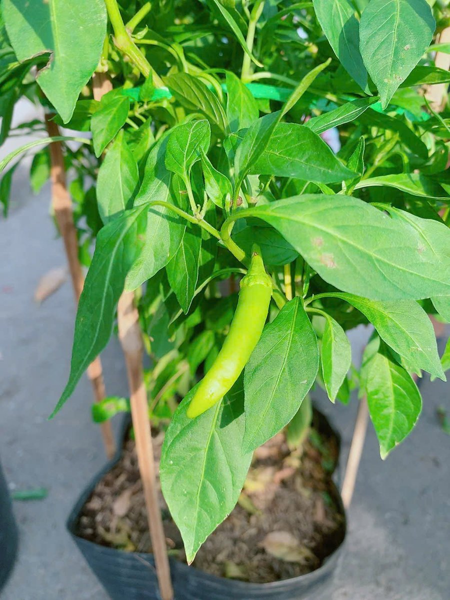 Cây Ớt Sừng Vàng Cao 60-70cm