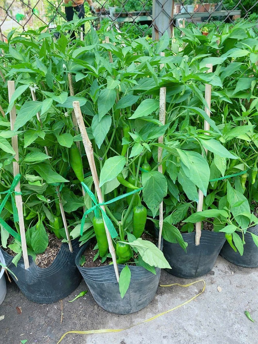 Cây Ớt Sừng Xanh Cao 50-70cm