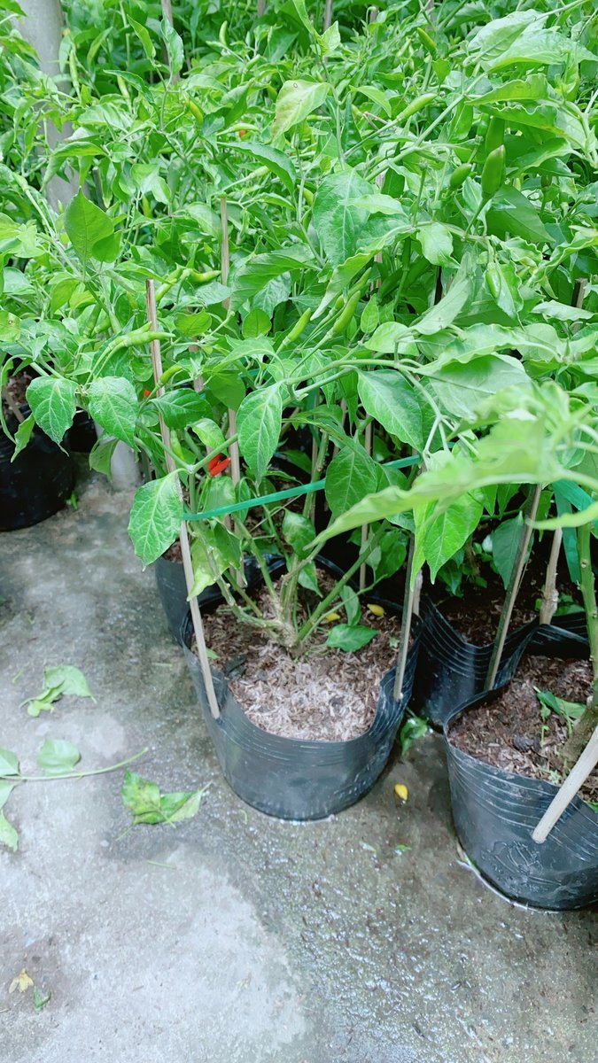 Cây Ớt Xiêm Xanh Cao 50-70cm