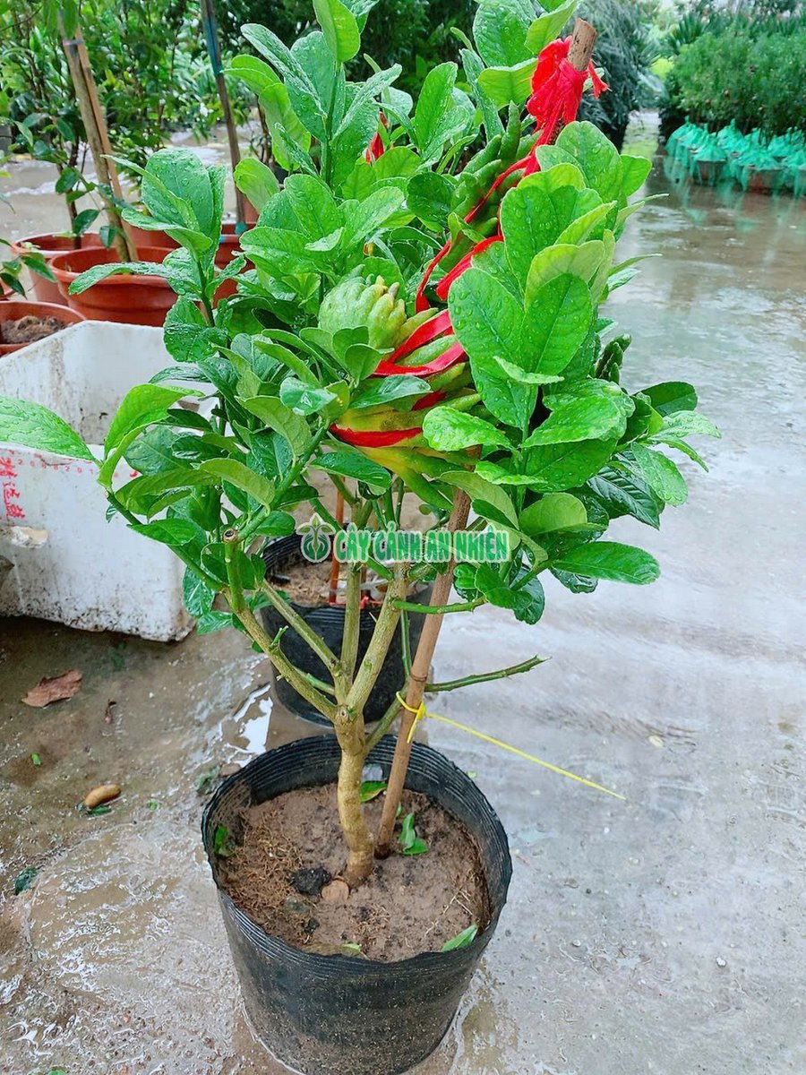 Cây Phật Thủ 70cm