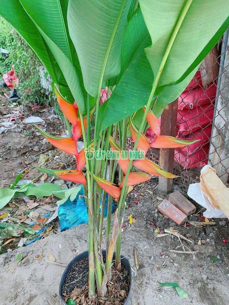 Cây Chuối Mỏ Phượng Sẵn Hoa