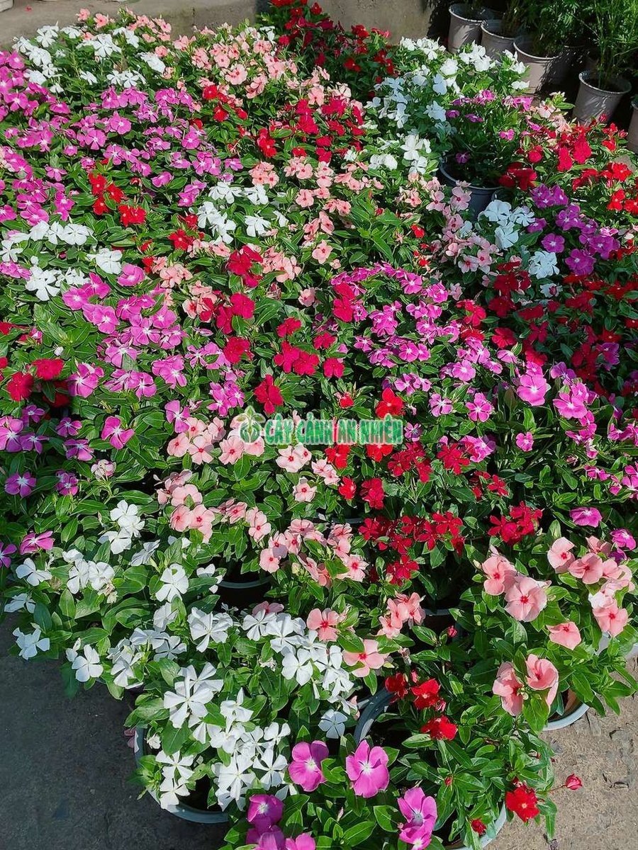 Cây Hoa Dừa Cạn Đứng