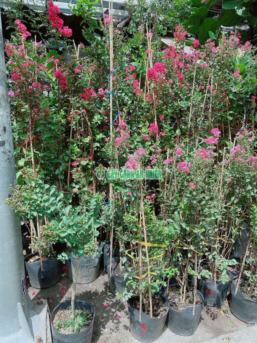 Cây Tường Vi Hồng Cao 60-150cm