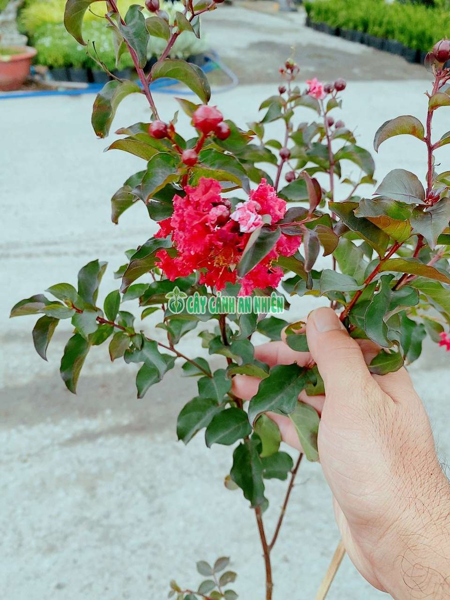 Cây Tường Vi Huyết Long(hoa đỏ)