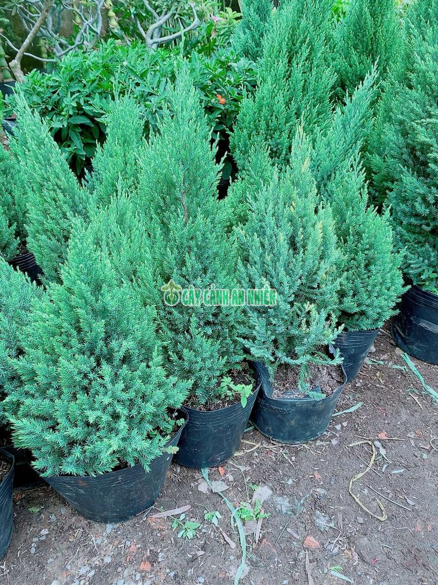 Cây Sơn Tùng Để Bàn 30-60cm