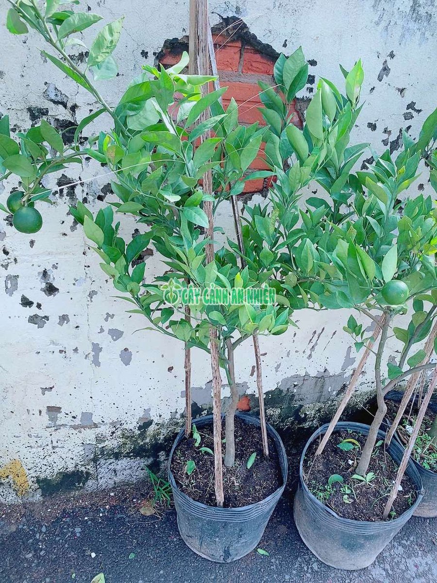 Cây Quýt Ngọt Cao 1m2-1m4 (sẵn trái)