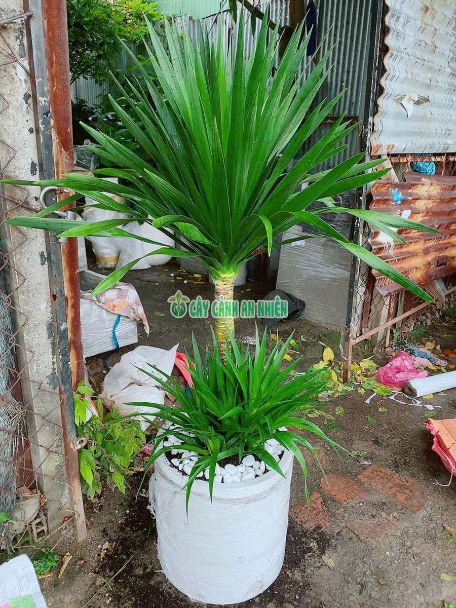 Phát Tài Núi 2 Tầng Kèm Chậu Đá Mài 1m6