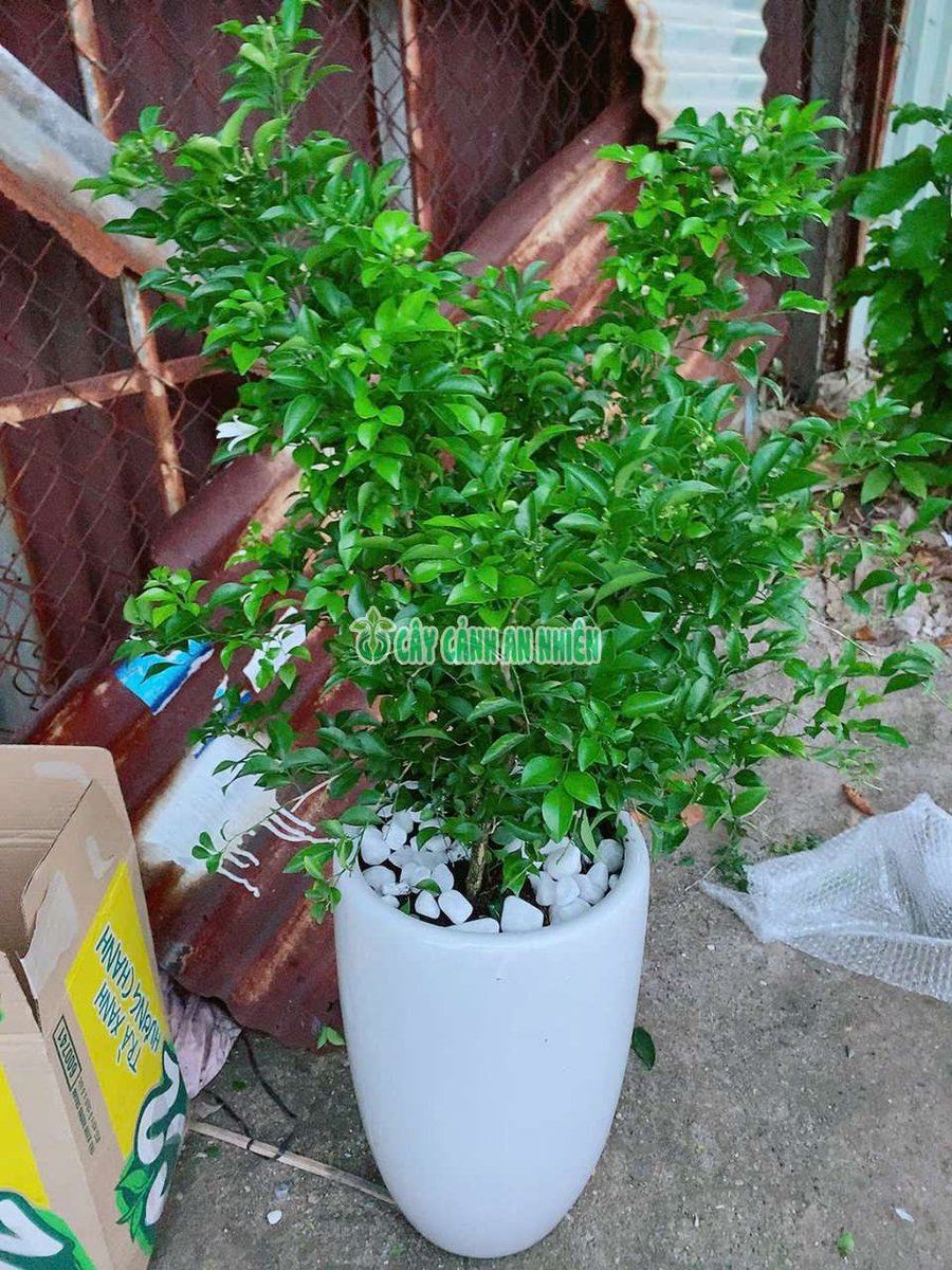 Nguyệt Quế Kèm Chậu Sứ Cao 1-1m3