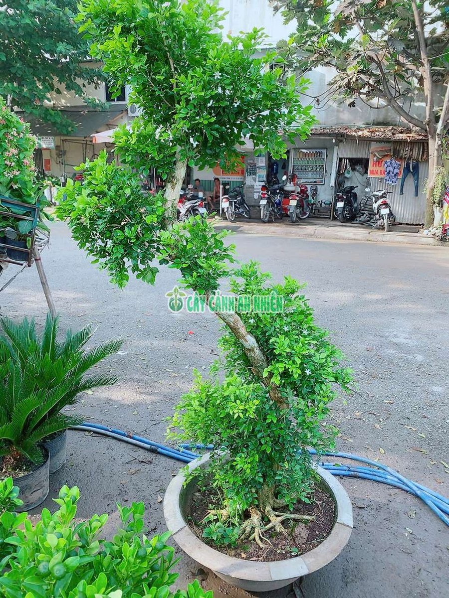 Nguyệt Quế Dáng Bonsai 1m8