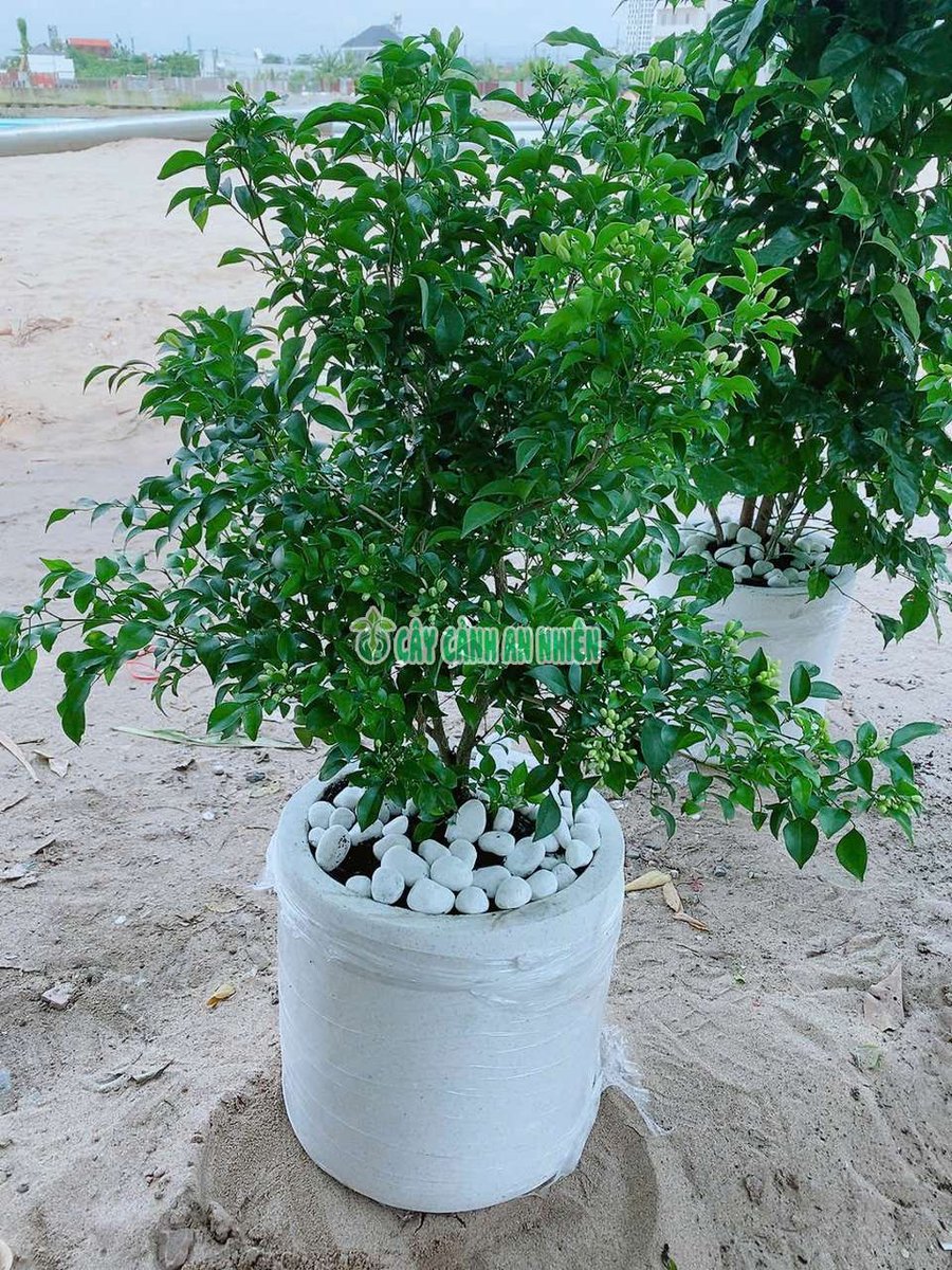 Nguyệt Quế Kèm Chậu Đá Mài 80-100cm