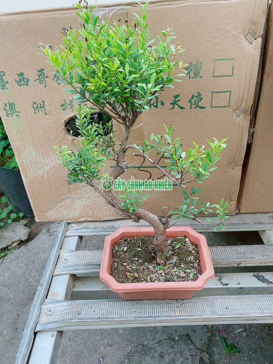 Tiểu Diệp Xích Nam Bonsai Để Bàn