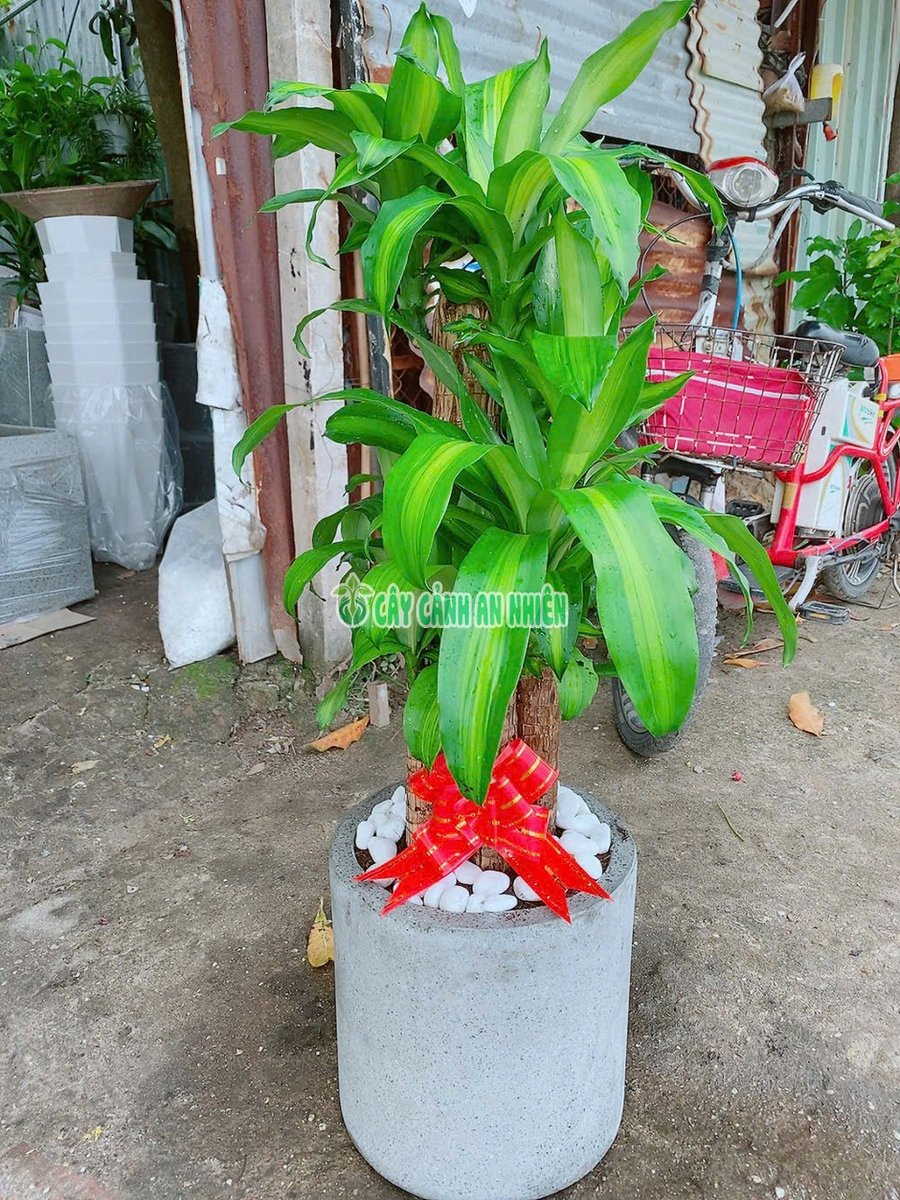 Thiết Mộc Lan Kèm Chậu