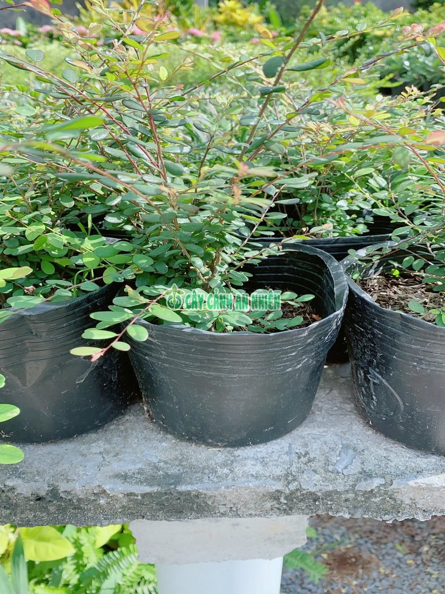 Cây Sơn Liễu 30cm