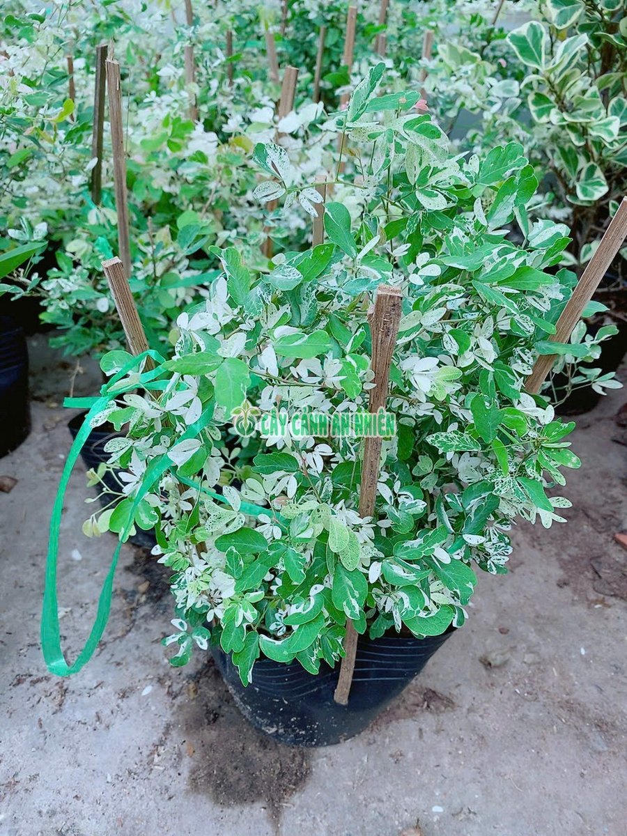 Cây Tam Tài Nhỏ