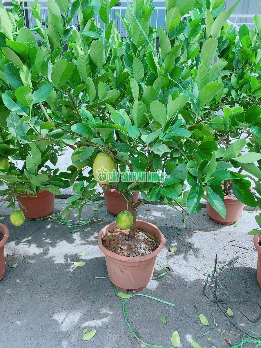Chanh Mỹ Một Cốt Cao 1m Sẵn Trái