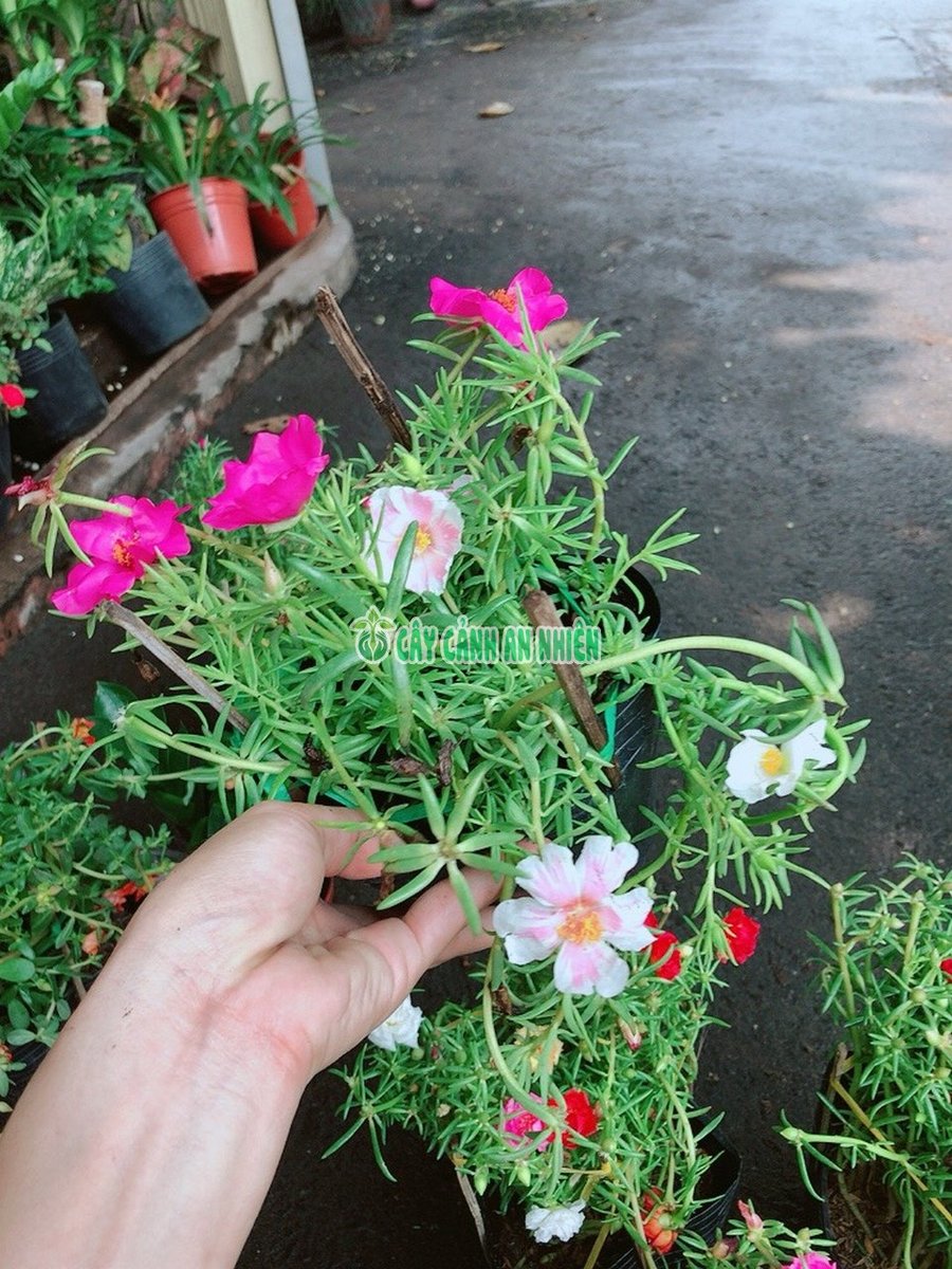 Bụi Hoa Mười Giờ