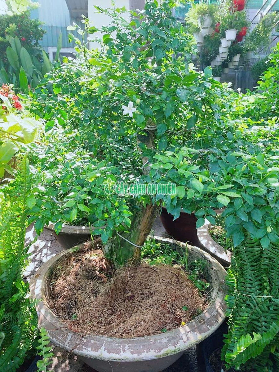 Nguyệt Quế Bonsai Cao 60-80cm Tán 50-60cm