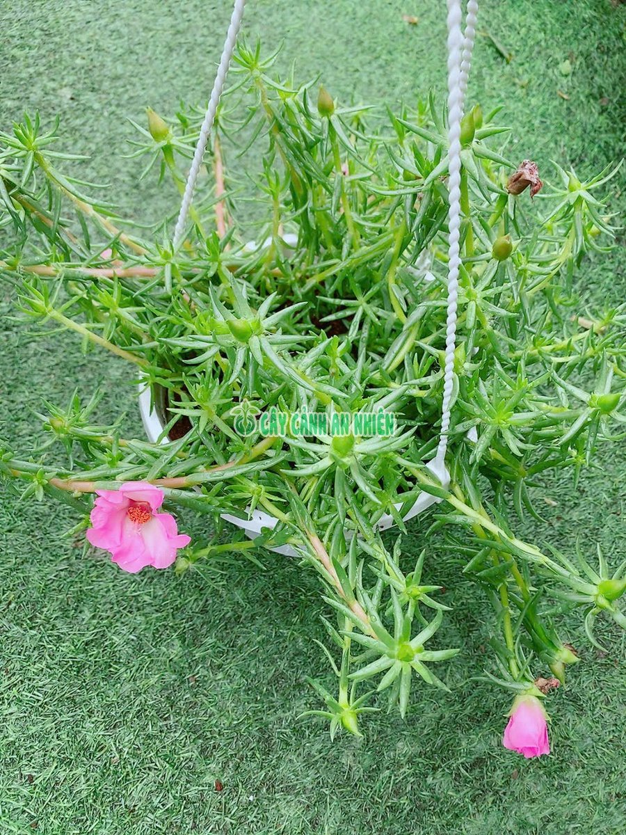 Chậu Hoa Mười Giờ Thái Treo Lớn