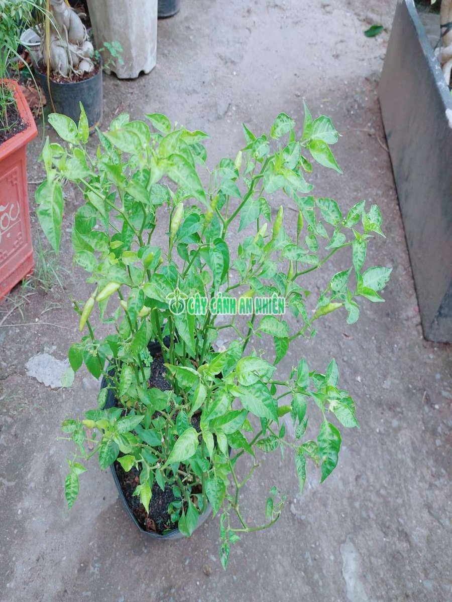 Cây Ớt Chim Ỉa