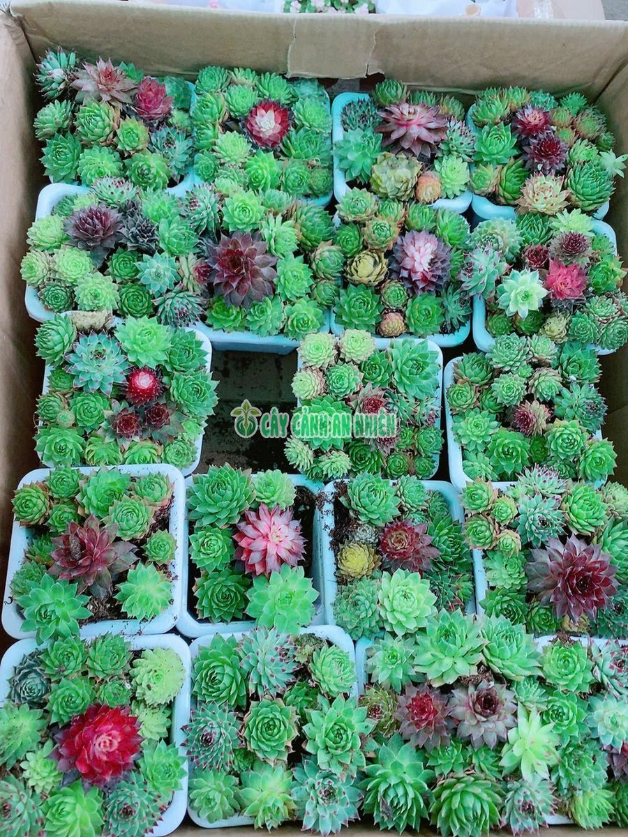 Sen Đá Phật Bà