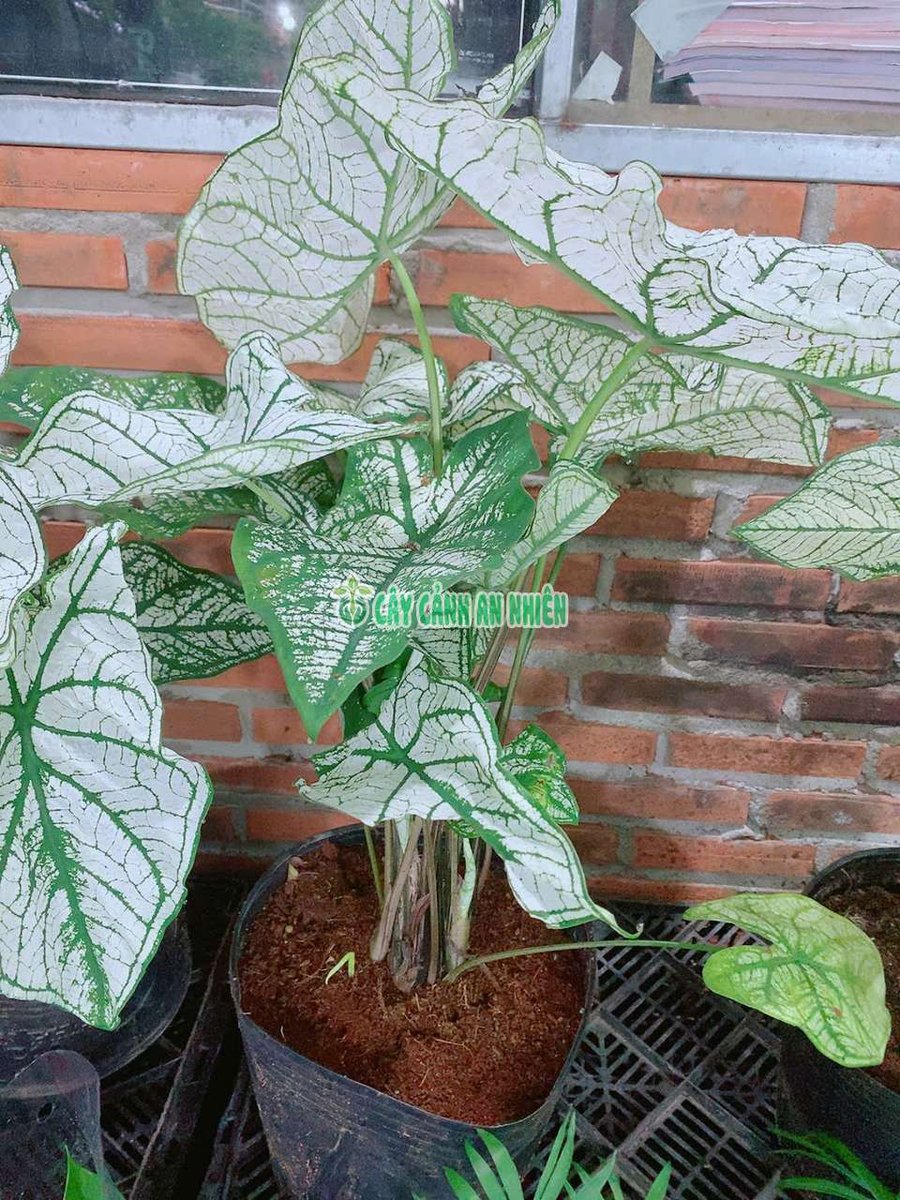 Cây Môn Trắng Kiểng
