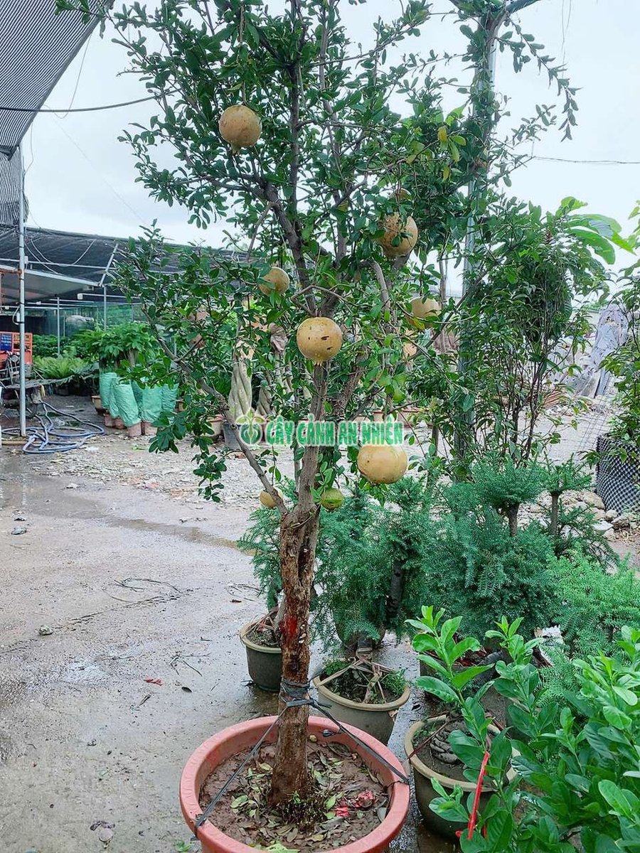 Cây Lựu Ấn Độ Cao Hơn 2m