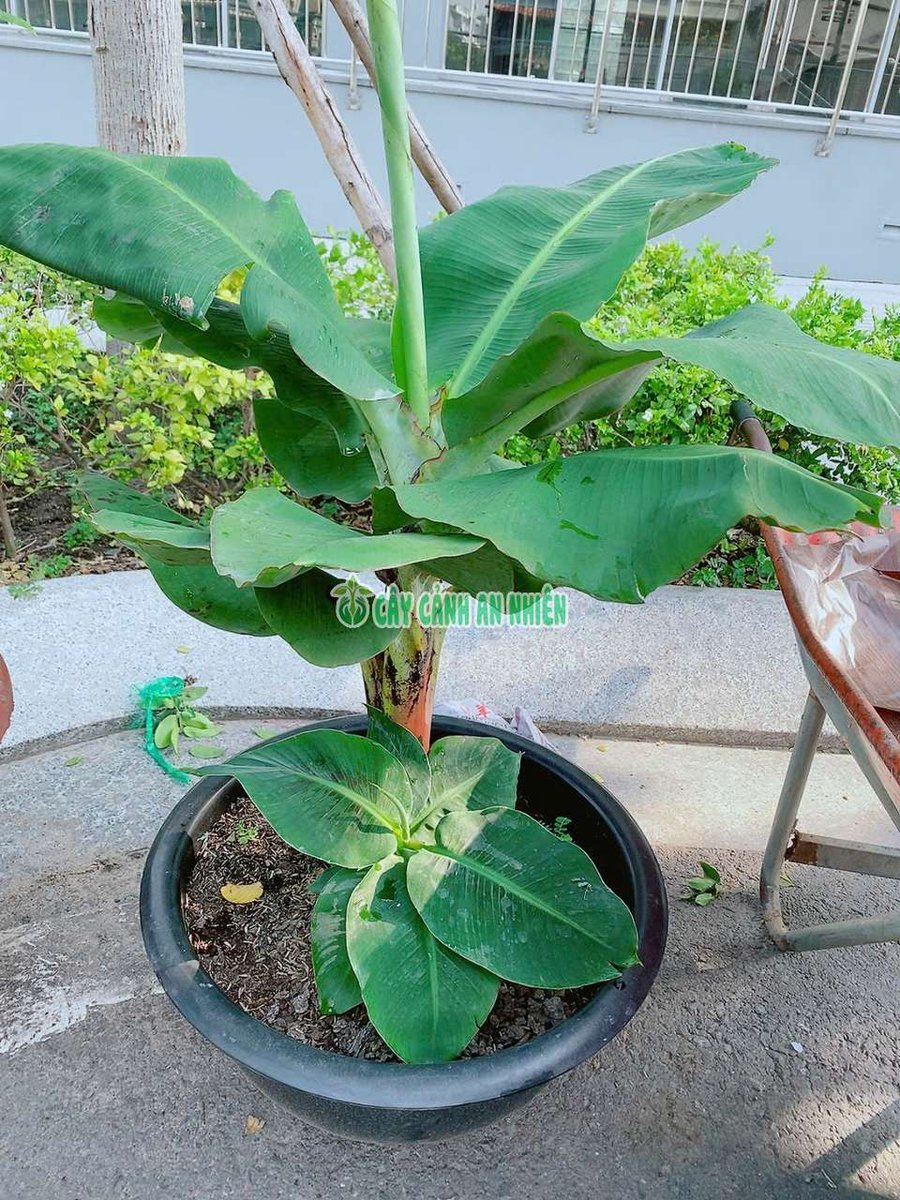 Chuối Thái Lùn Cao 1m
