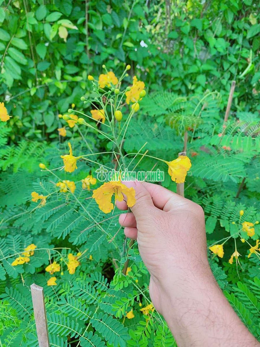 Cây Điệp Bông Vàng (Kim Phượng)