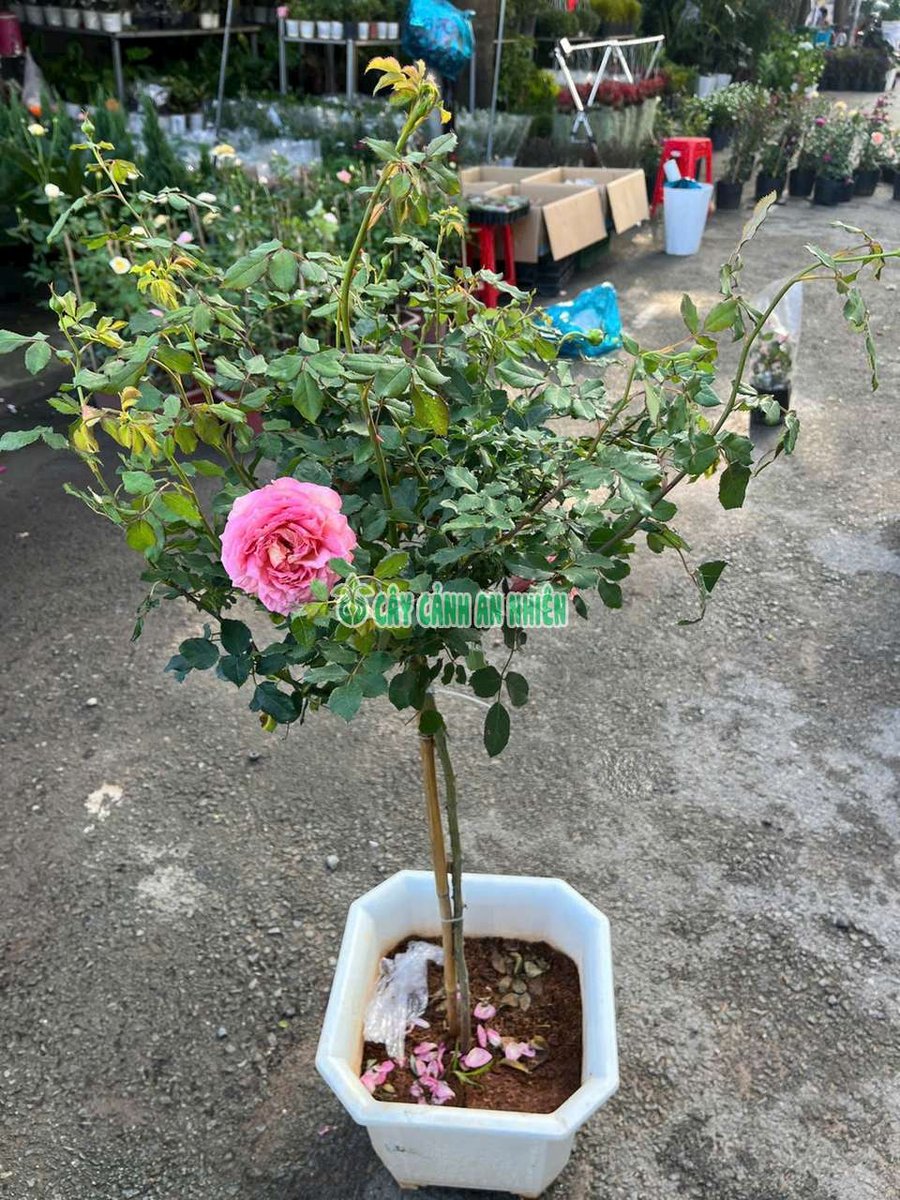 Cây Hoa Hồng Một Cốt Cao 1-1m2