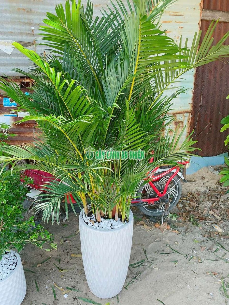 Cau Thái Kèm Chậu Sứ Cao 1m6