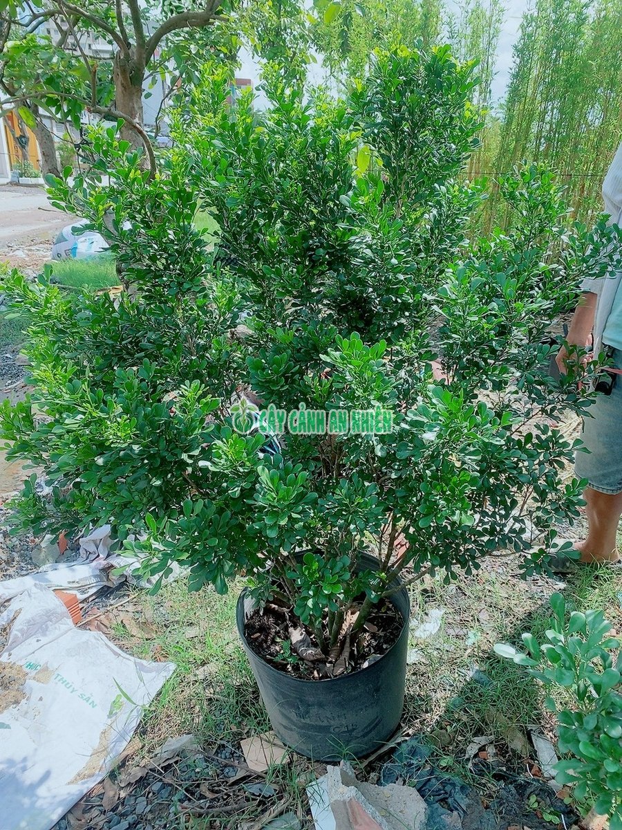 Cây Ngâu Lớn 1-1m5