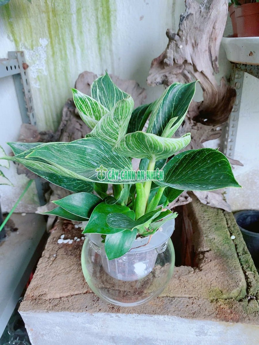 Chậu Trầu Bà Kim Cương Trồng Thủy Canh