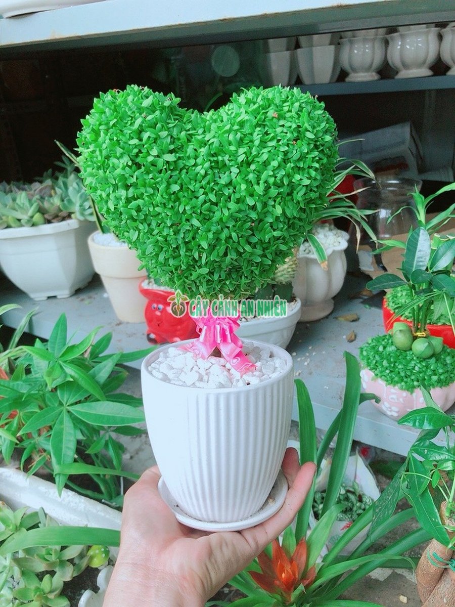 Chậu Cây May Mắn Trái Tim