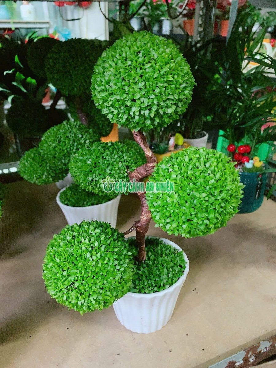 Chậu Cỏ May Mắn 5 Quả Cầu Tròn