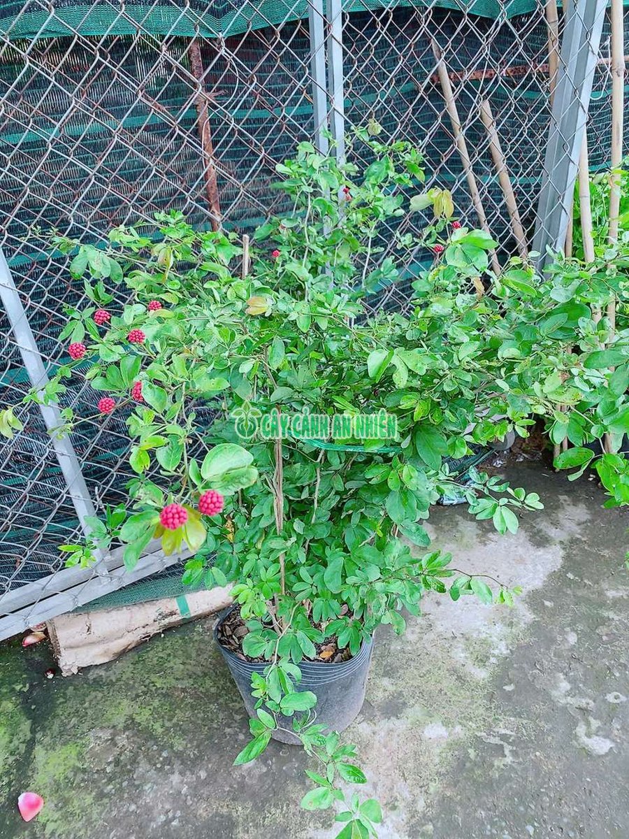 Cây Diệp Lào Hơn 1m