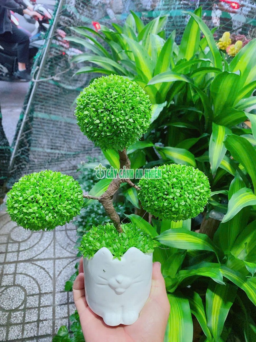 Chậu Cỏ May Mắn 3 Quả Cầu Tròn