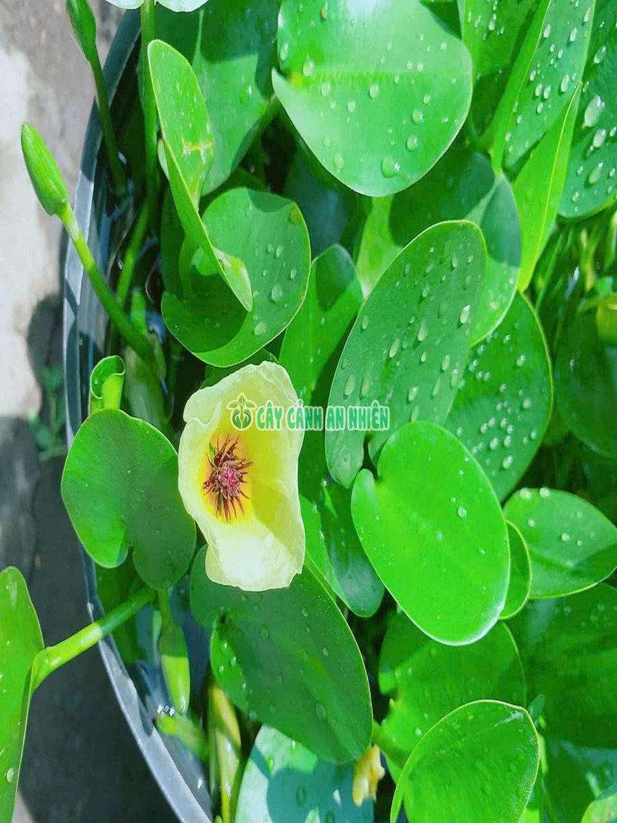 Cây Quỳnh Nước
