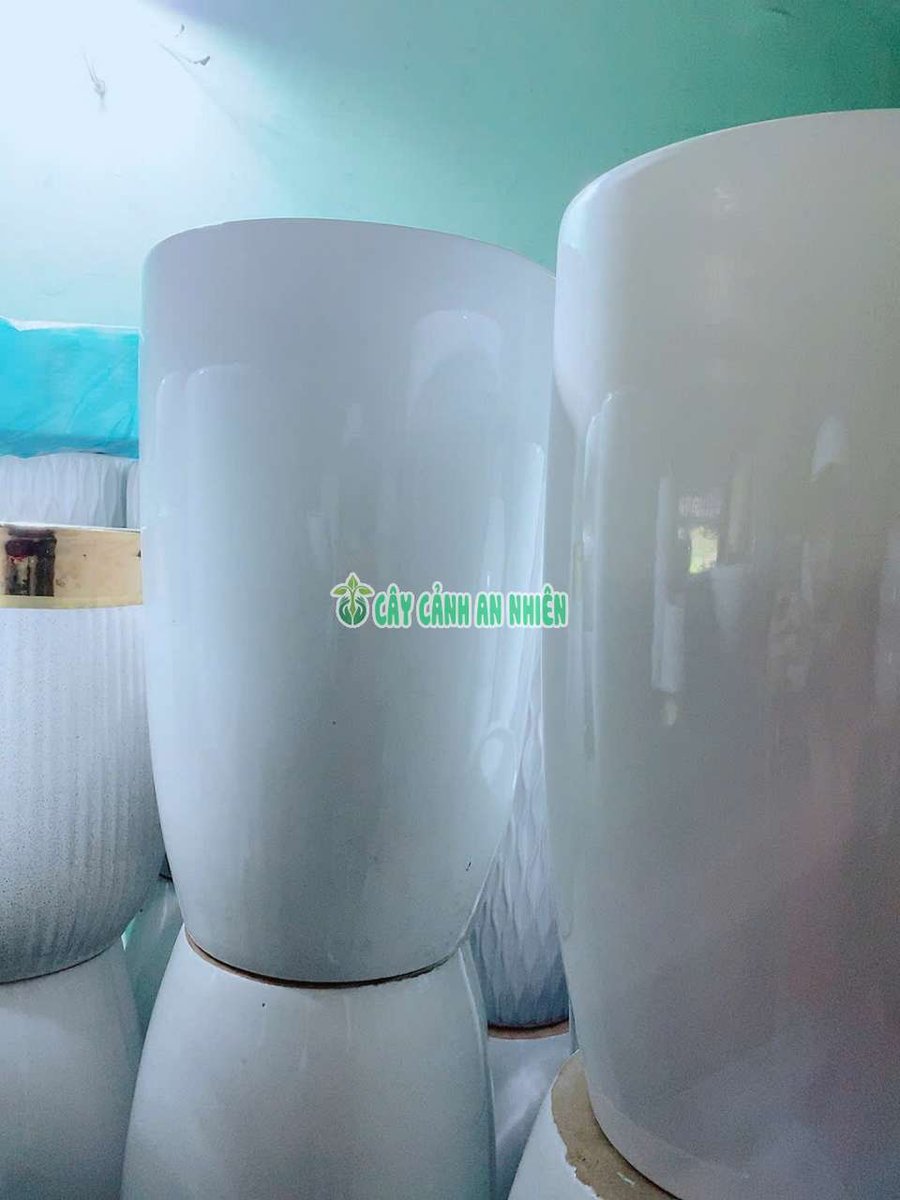 Chậu Sứ Trồng Cây