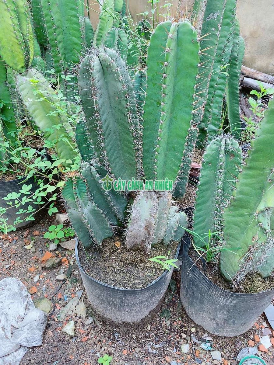 Xương Rồng Trụ 1m