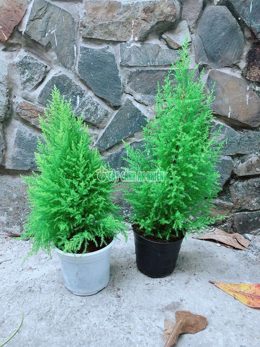 Cây Tùng Thơm 40-60cm