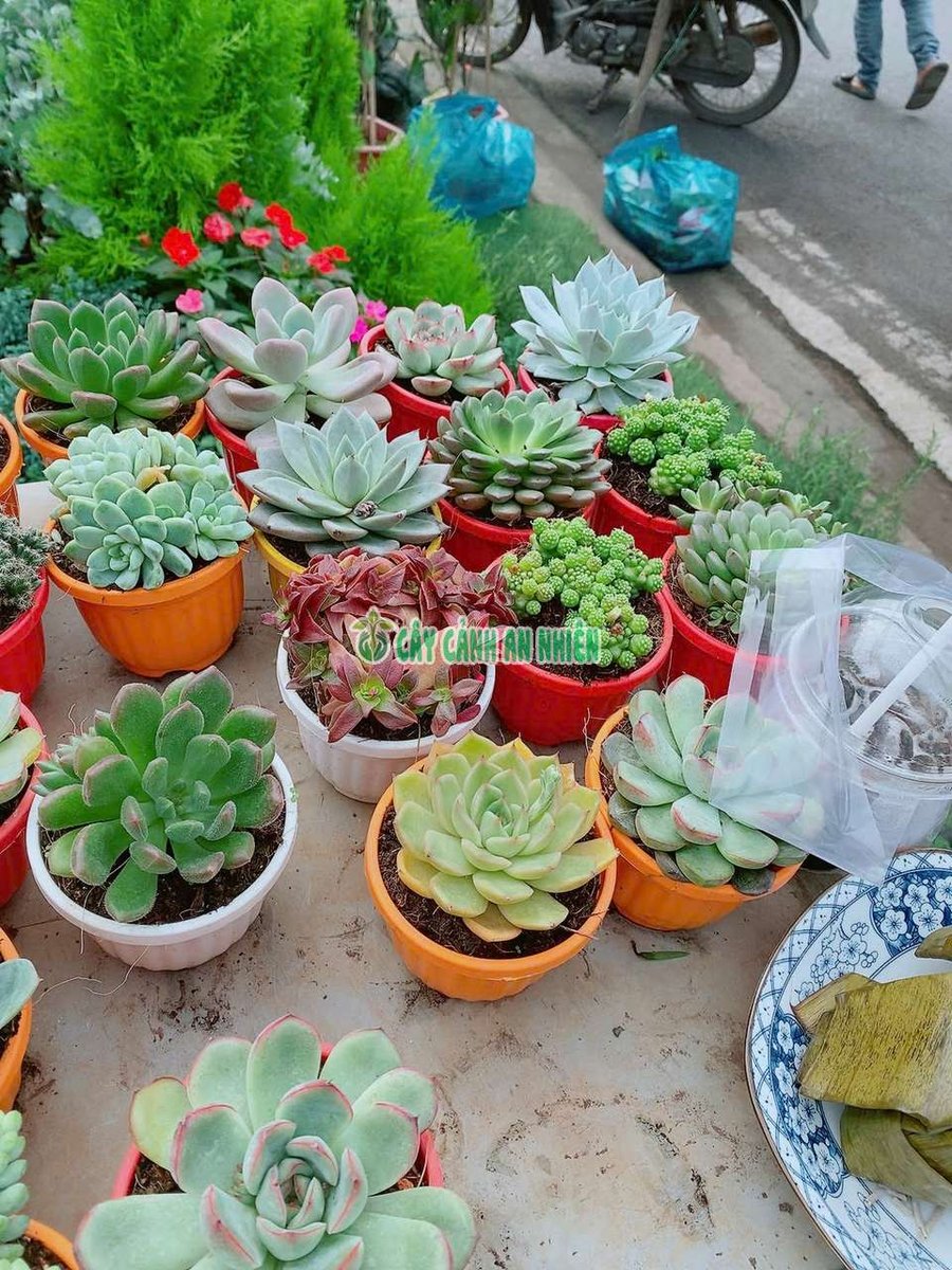 Cây Sen Đá Có Nhiều Mẫu