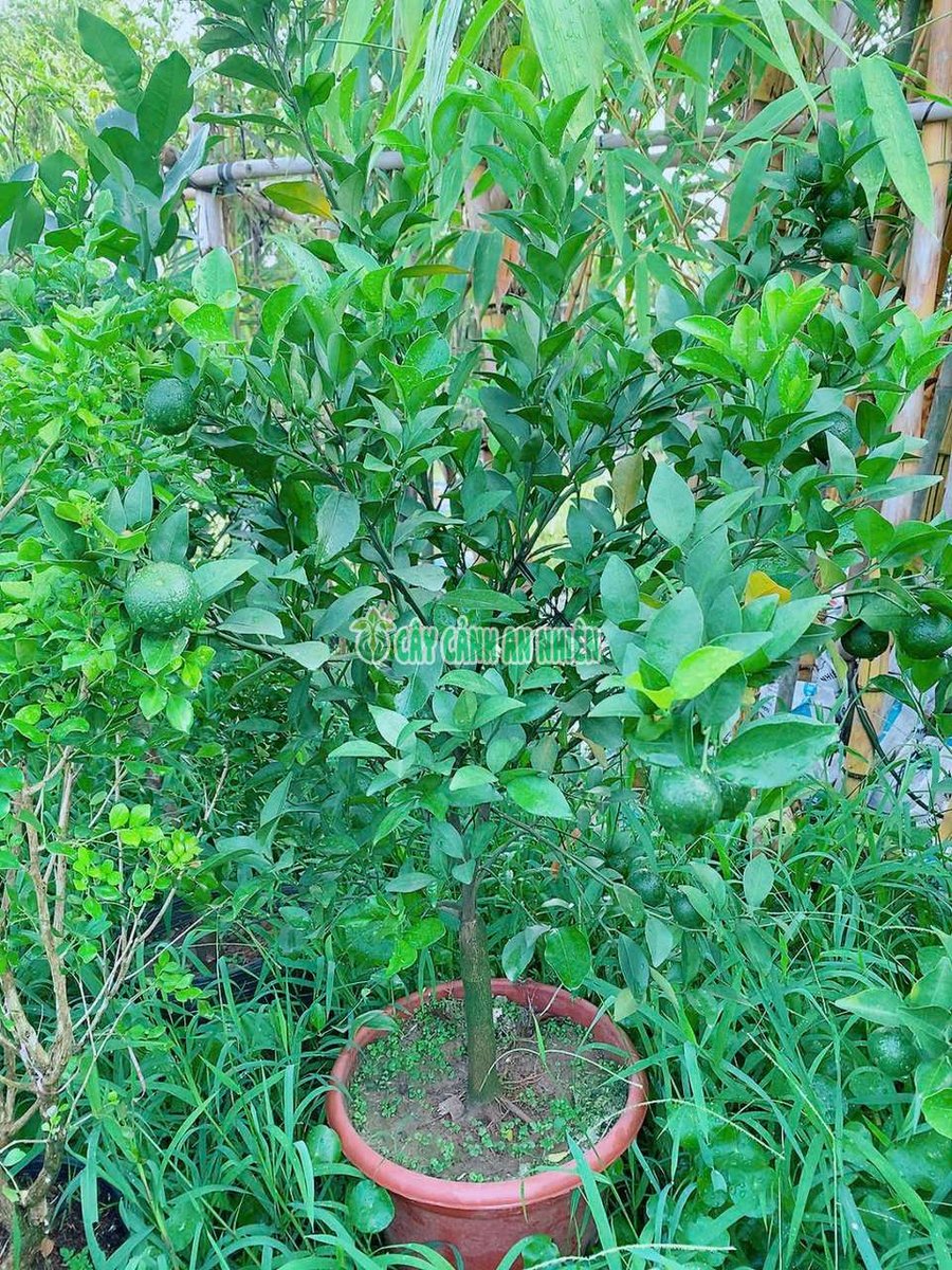 Cây Quýt Đường 1m3