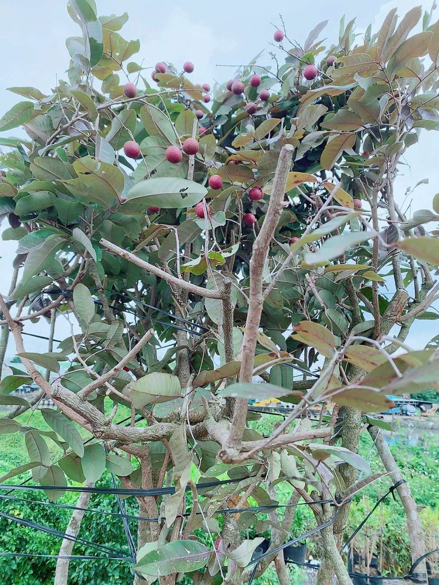 Cây Nhãn Tím Cao 3m