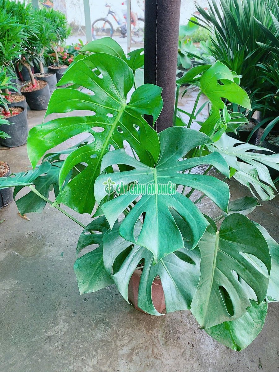 Trầu Bà Lá Sẻ Leo Cột (Montera)