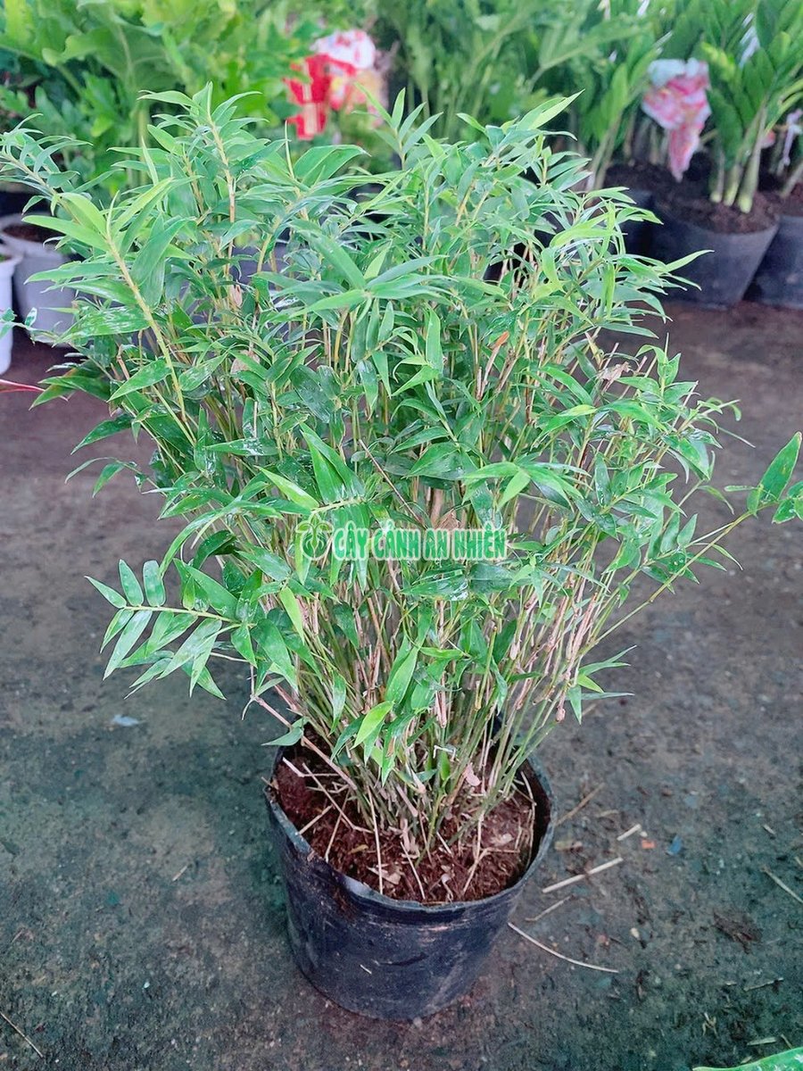 Cây Trúc Chỉ