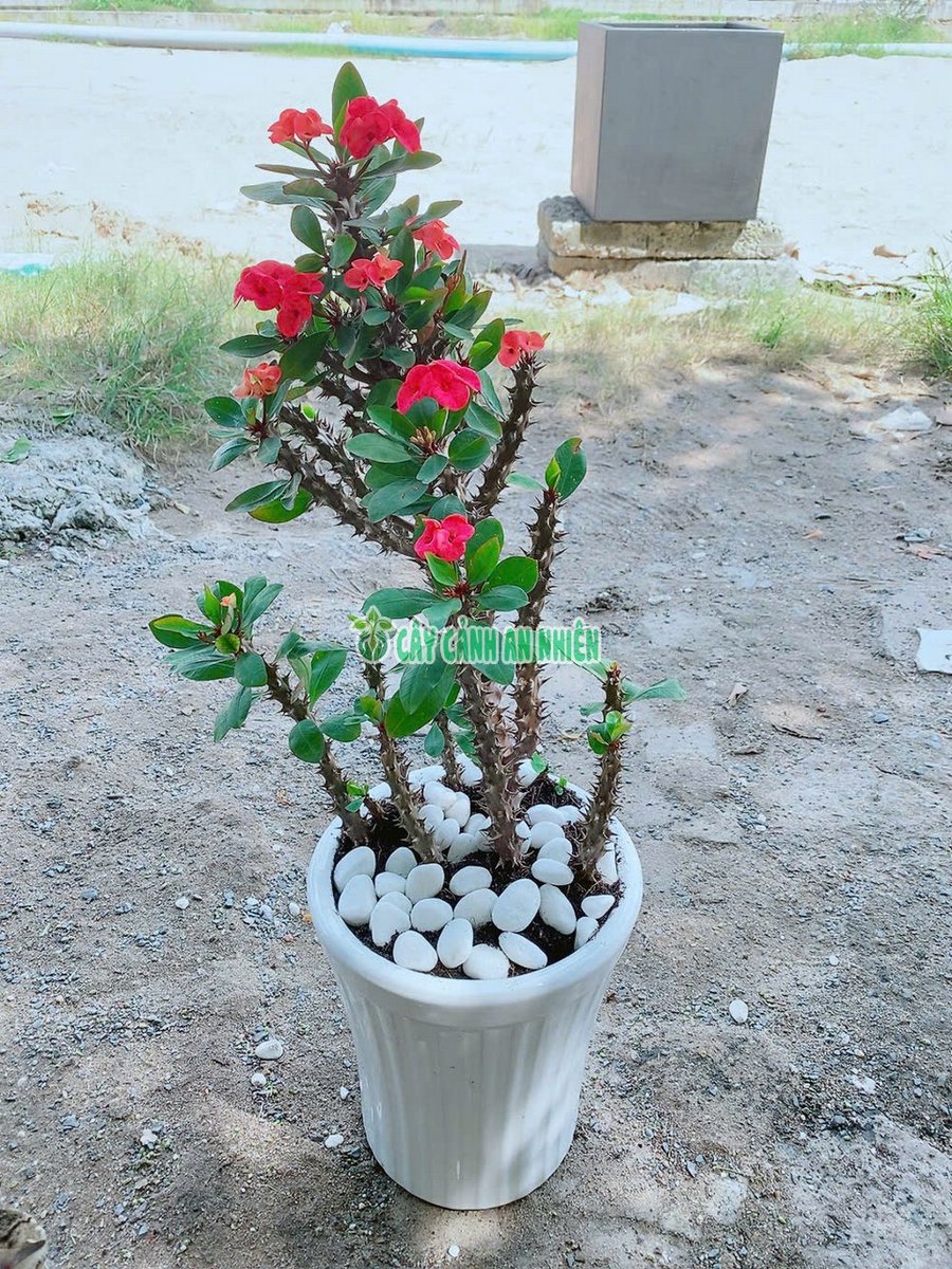 Chậu Xương Rồng Bát Tiên