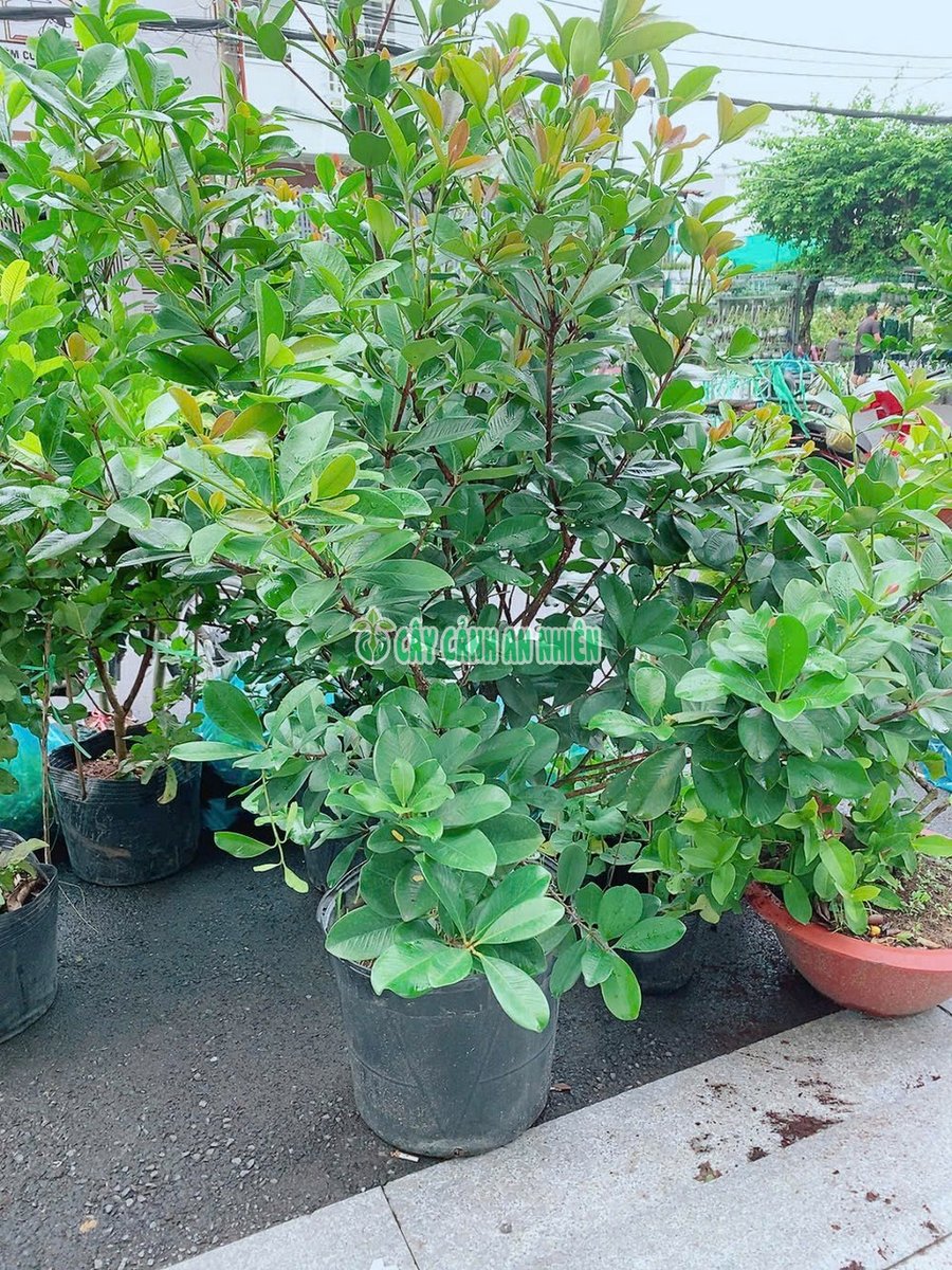 Cây Cherry Lớn 1m4